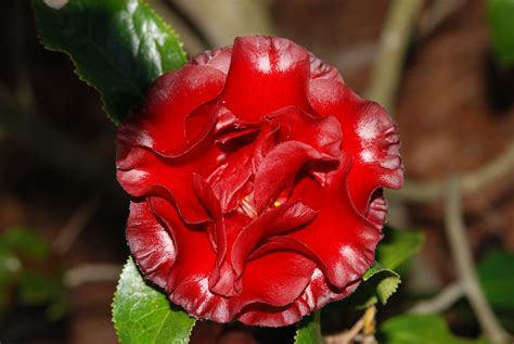 The role of Black Magic Camellia Japonica in traditional medicine and herbal remedies
